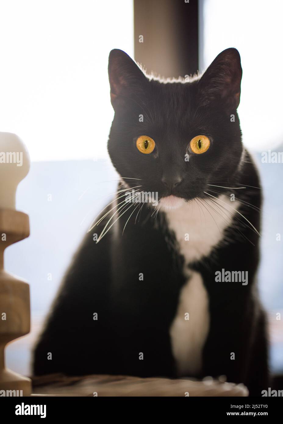 Portrait d'un chat de tuxedo noir et blanc Banque D'Images