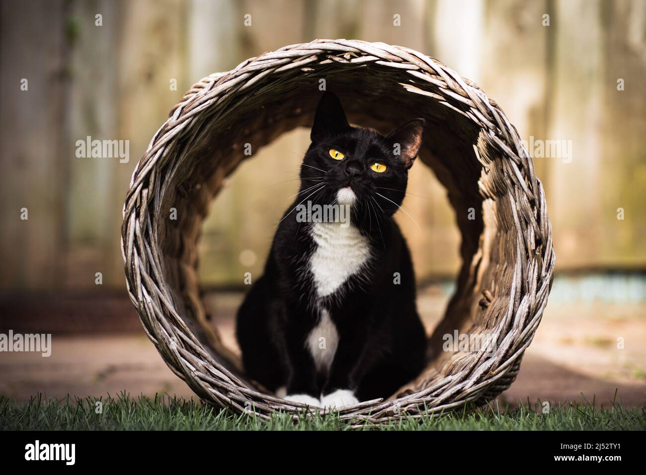 Portrait d'un manque et blanc Tuxedo chat assis dans un panier dans un jardin Banque D'Images