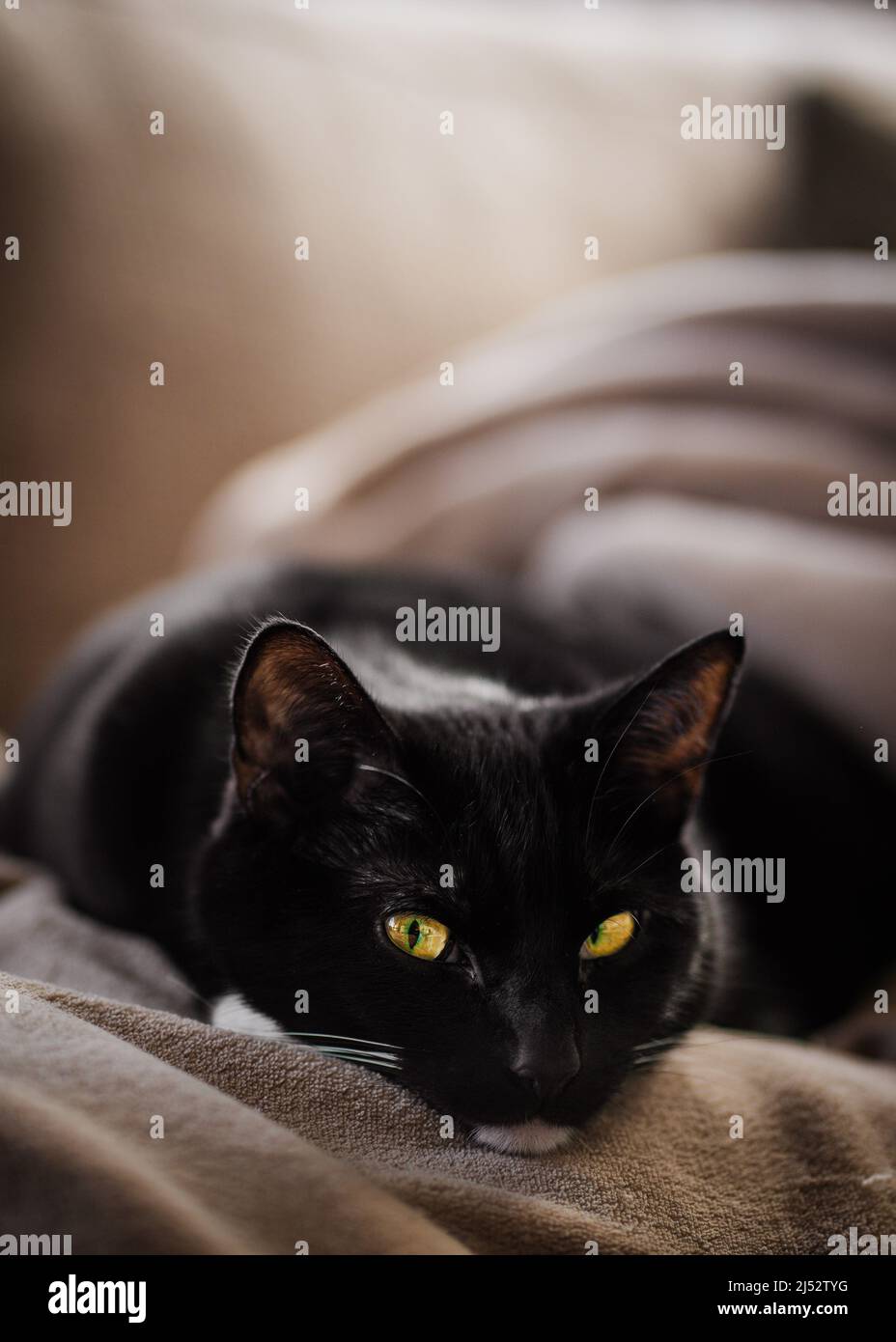 Tuxedo chat noir et blanc allongé sur un canapé Banque D'Images