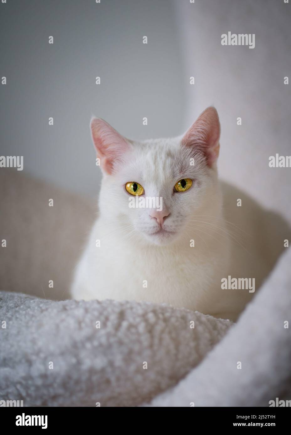 Portrait d'un chat blanc avec des yeux jaunes allongé sur un canapé Banque D'Images