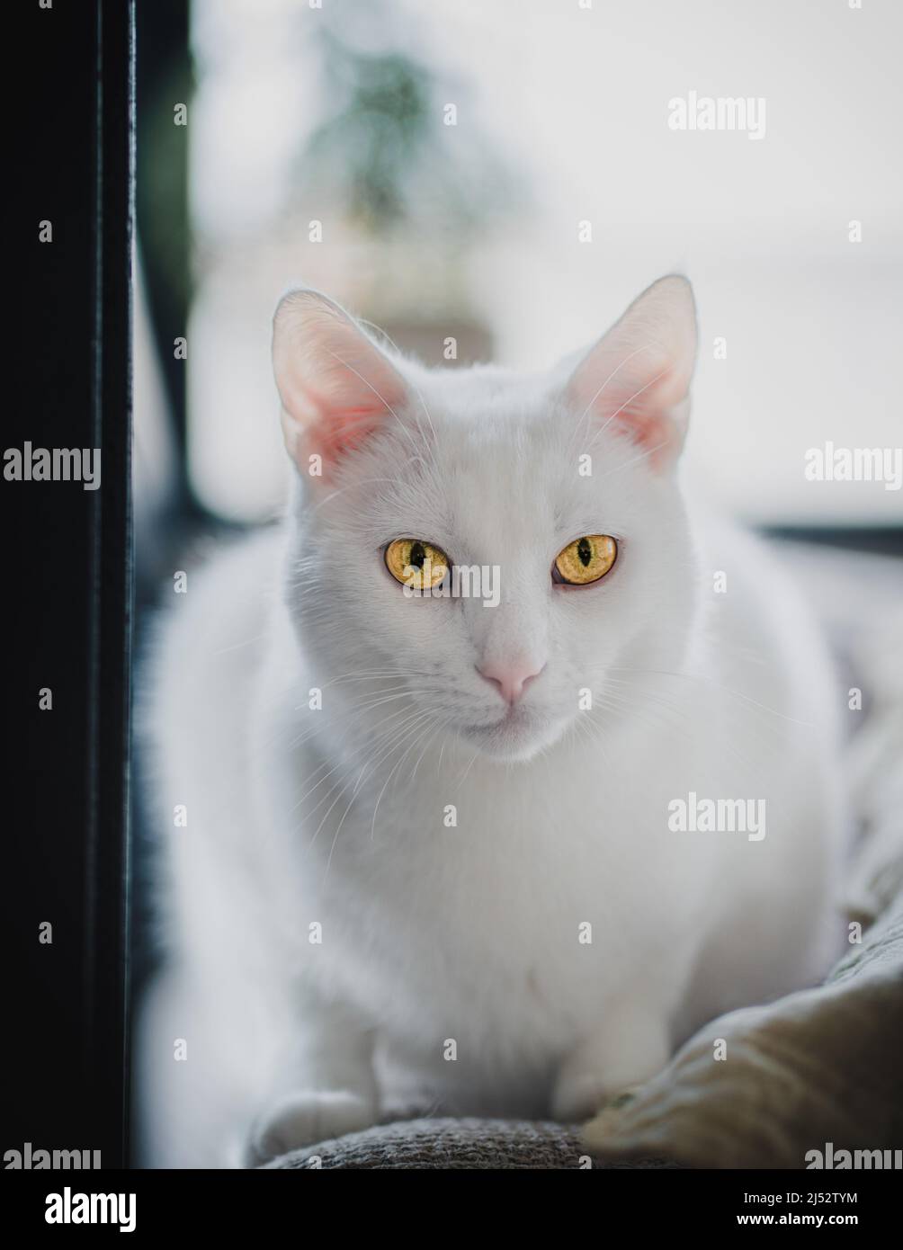 Portrait d'un chat blanc avec des yeux jaunes Banque D'Images