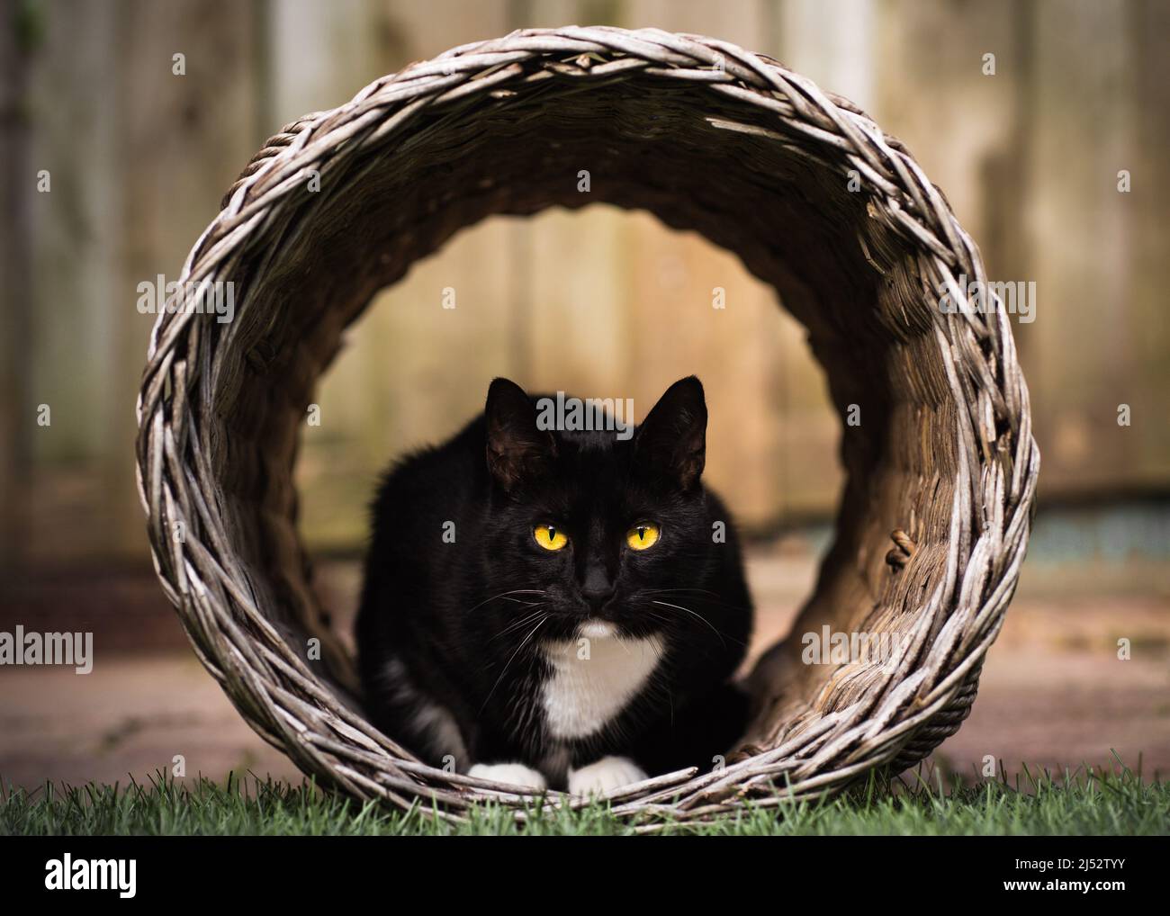 Portrait d'un chat Tuxedo noir et blanc allongé dans un panier dans un jardin Banque D'Images