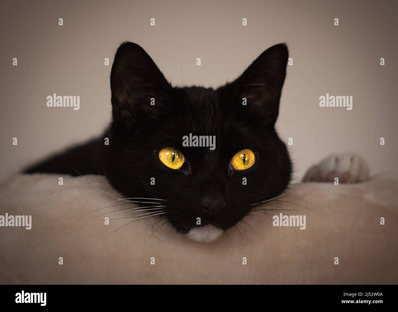 Tuxedo chat noir et blanc couché sur le bord d'un canapé Banque D'Images