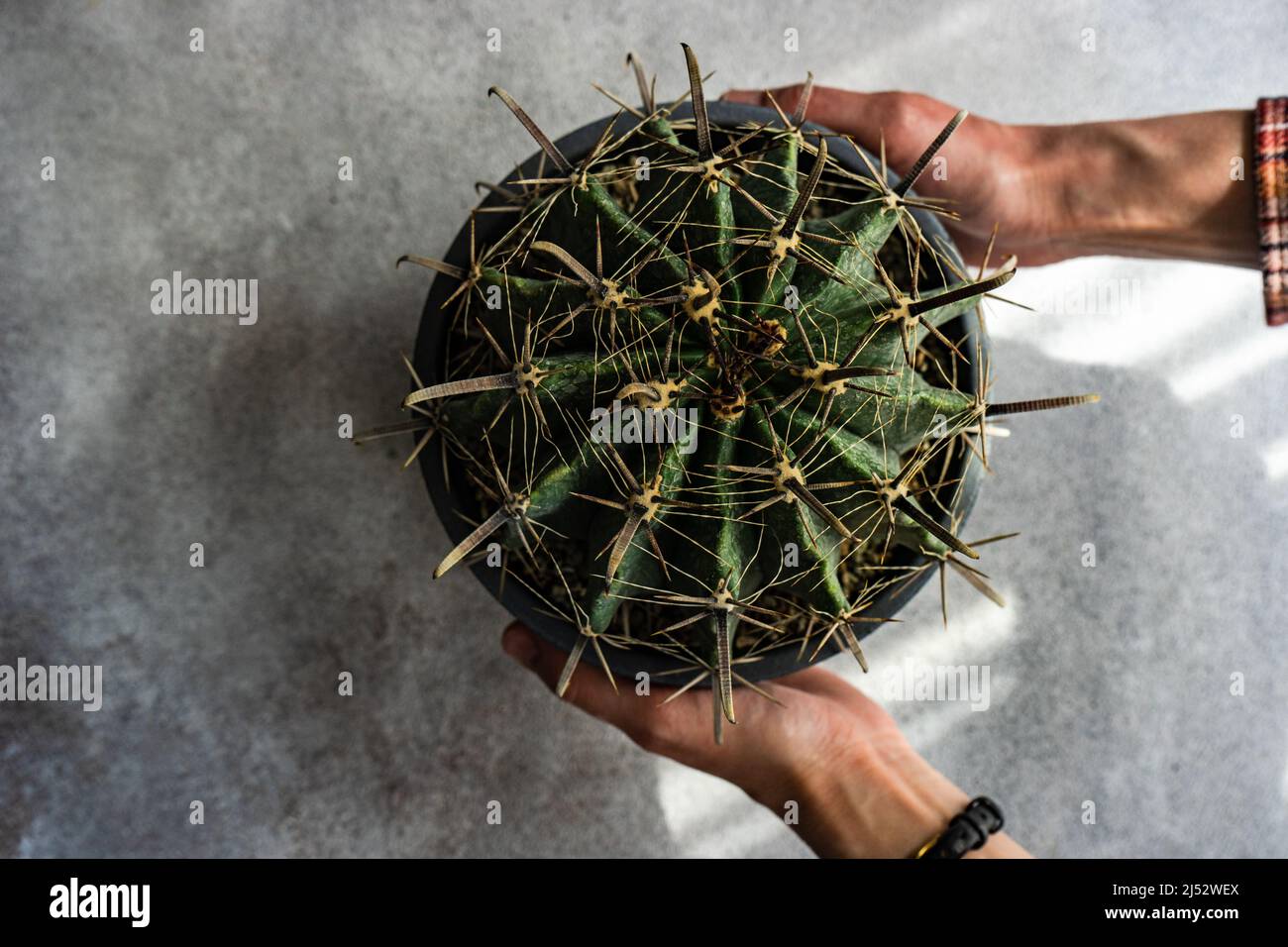 Vue en hauteur d'une personne tenant un cactus de tonneau d'or dans un pot de plantes Banque D'Images
