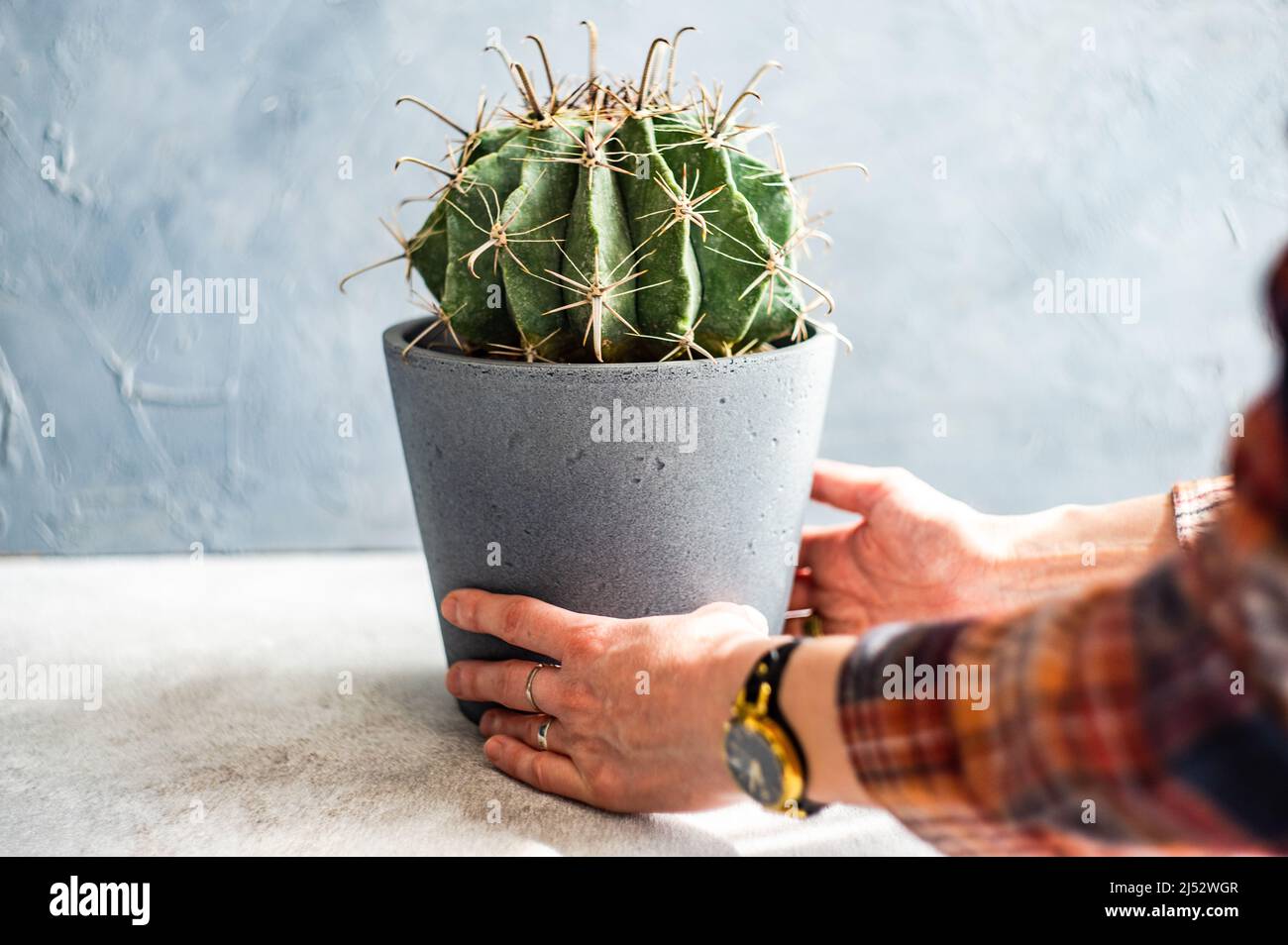 Personne tenant un cactus de canon doré dans un pot de plante Banque D'Images