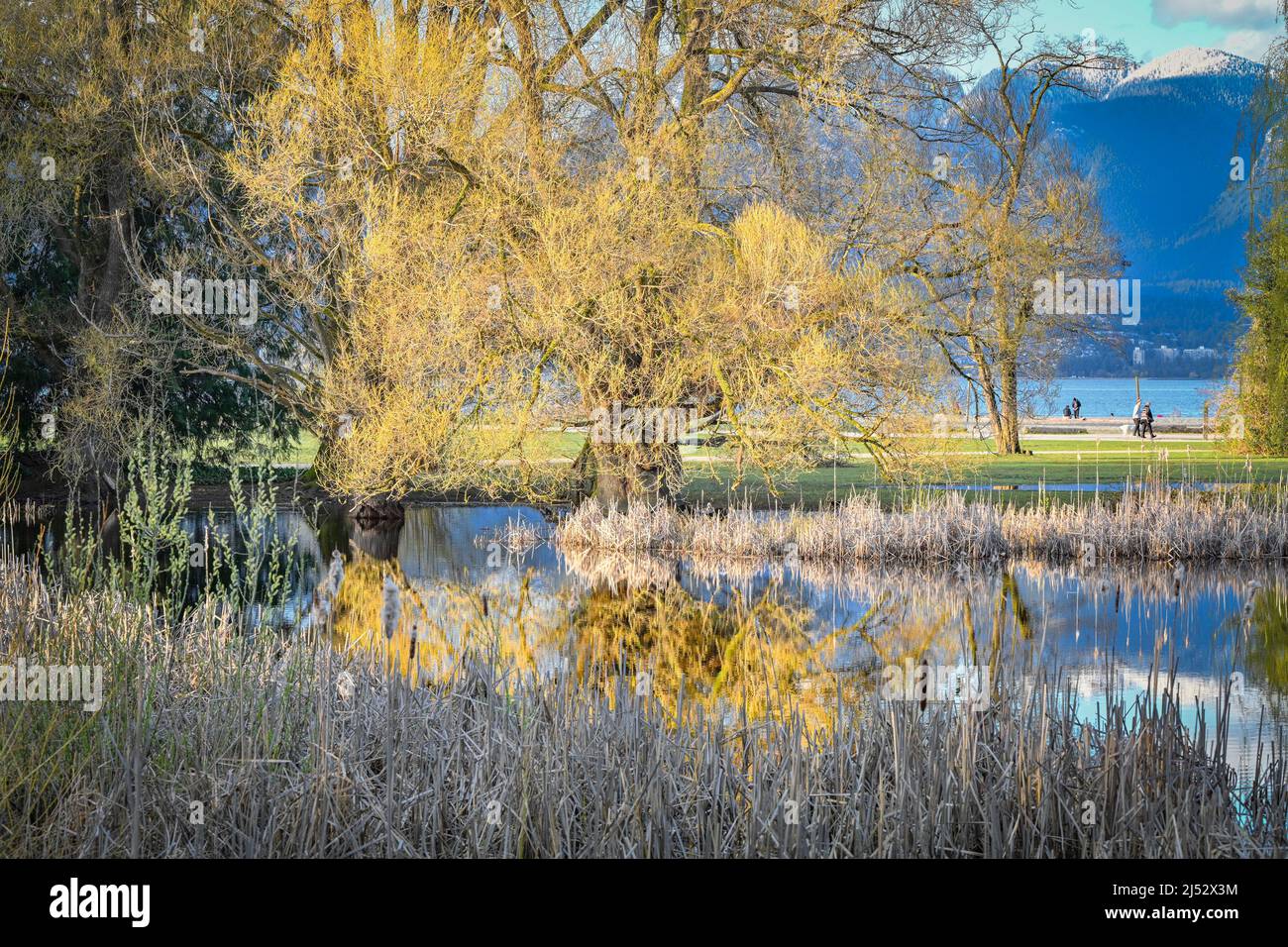 Pond, Jericho Beach Park, Vancouver (Colombie-Britannique), Canada Banque D'Images