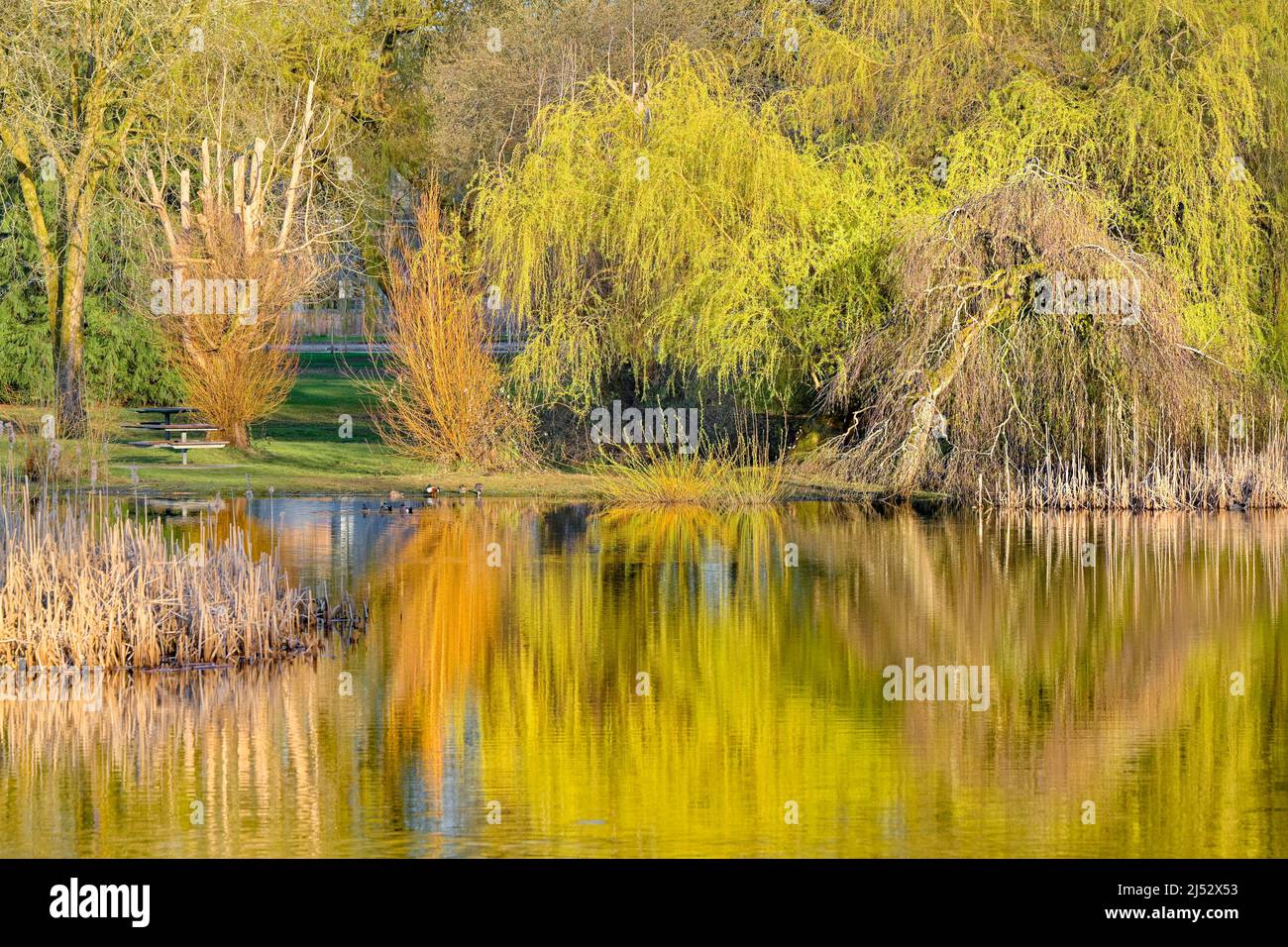 Pond, Jericho Beach Park, Vancouver (Colombie-Britannique), Canada Banque D'Images