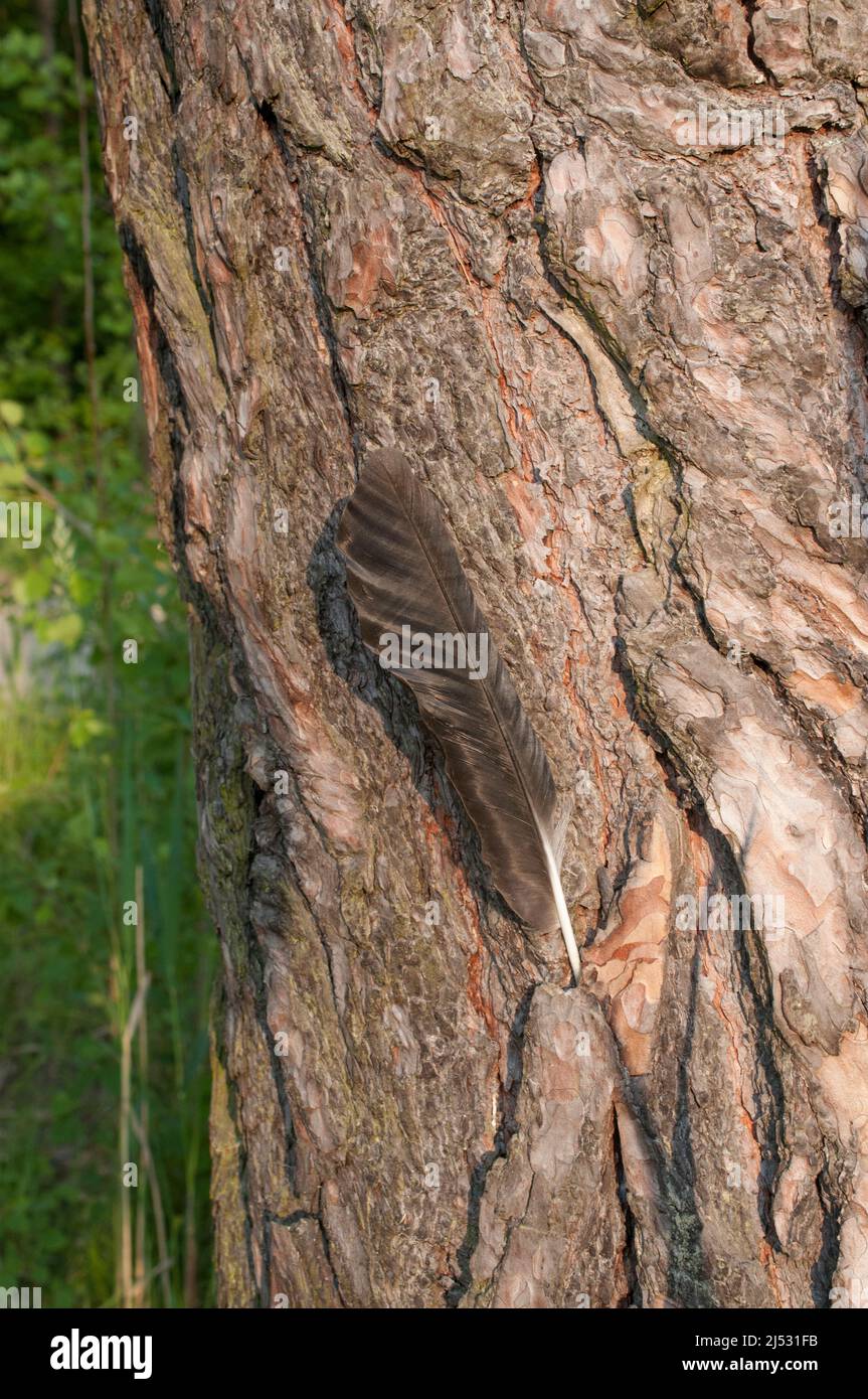 Plume de Corbeau dans la croûte d'un arbre. Banque D'Images