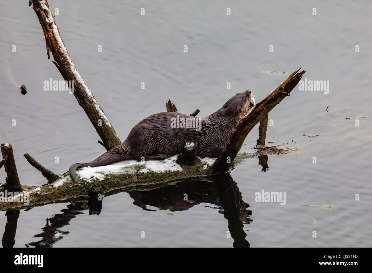 North American River Otter, Lontra canadensis, se nourrissant d'un poisson qu'il a capturé dans le lac Fawn, péninsule olympique, État de Washington, États-Unis Banque D'Images