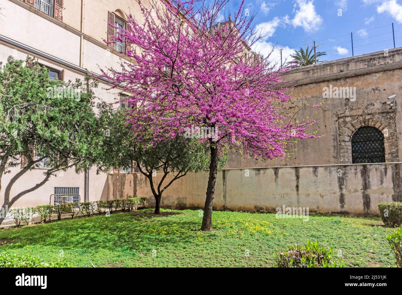 Un arbre de jacaranda en pleine fleur sur une rue de Palerme, Sicile, Italie. Banque D'Images