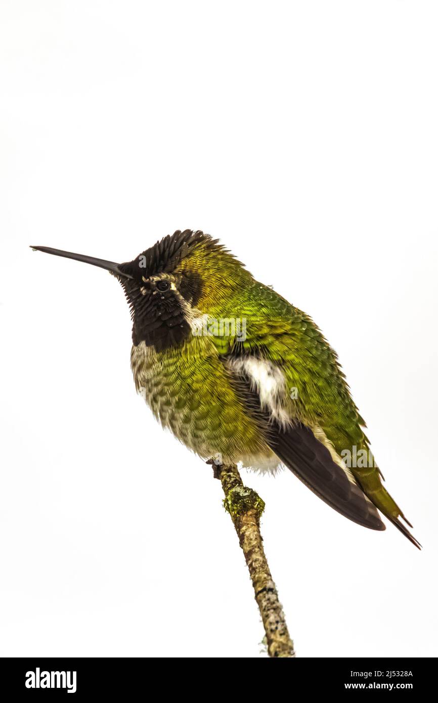 Anna Hummingbird, Calypte anna, qui arrive en décembre à un alimenteur sur la péninsule olympique, État de Washington, États-Unis Banque D'Images