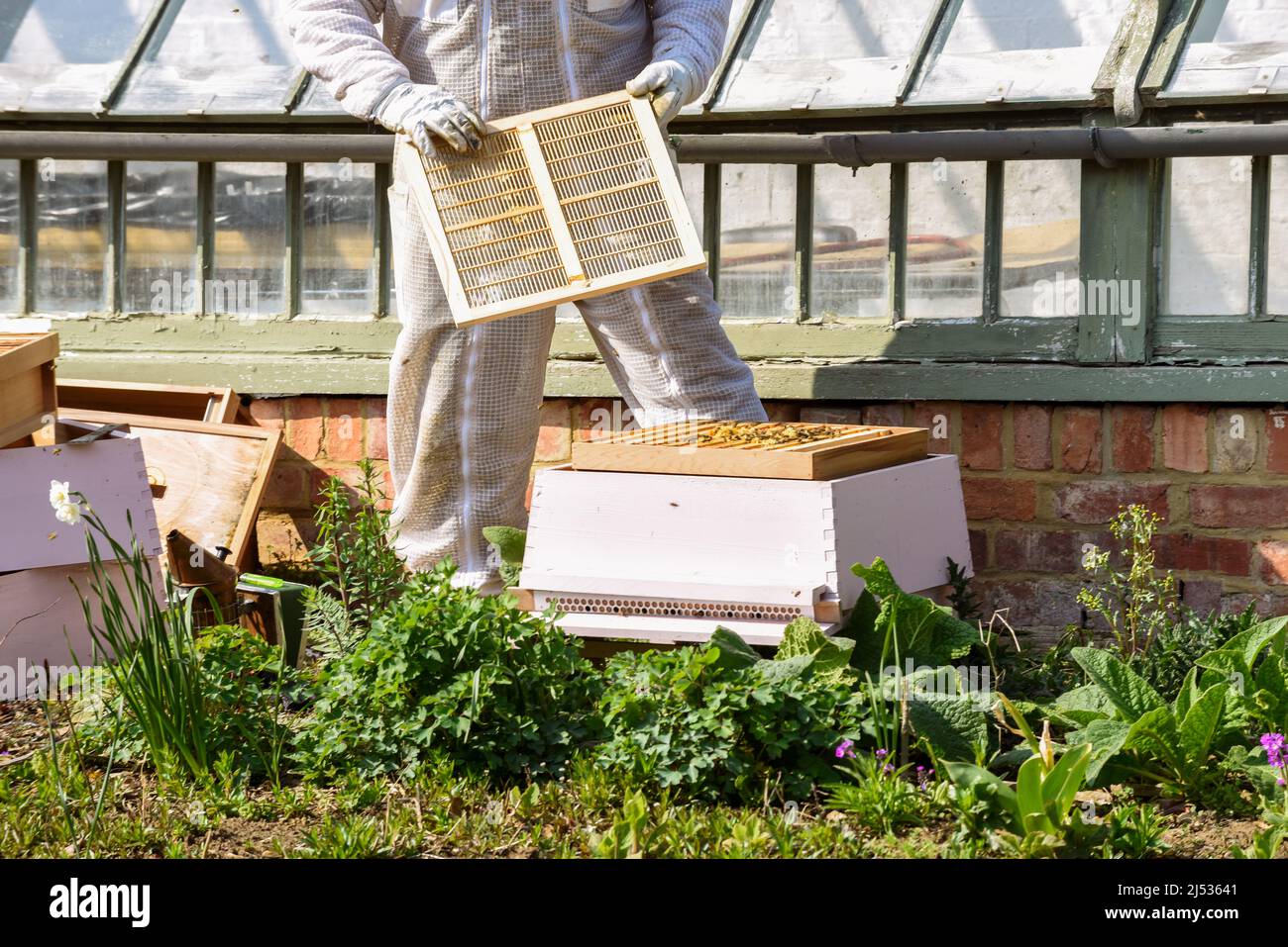 Apiculteur collectant le miel de la ruche d'abeille en costume d'apiculture Banque D'Images