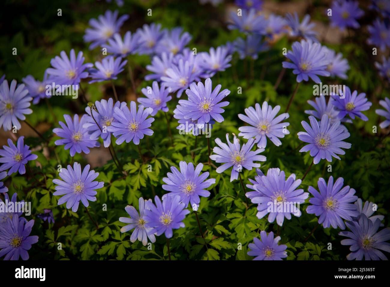 Anémones violettes dans un jardin berlinois. Banque D'Images