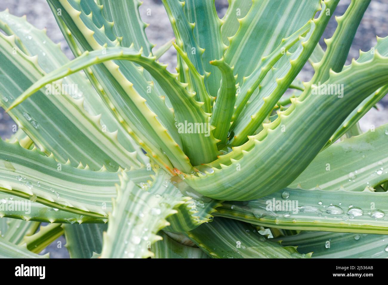 Aloe (Aloe arborescens Variegata). Banque D'Images