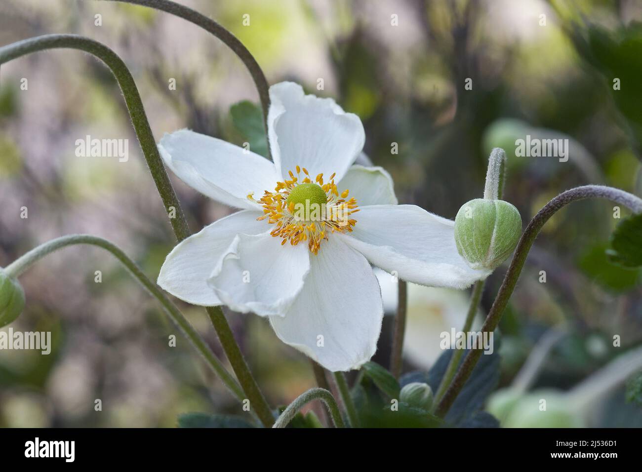 Anémone japonaise (Eriocapitella hupehensis 'Honorine Jobert'). Appelé fleur du vent japonais et Thimbleflower japonais aussi. Banque D'Images