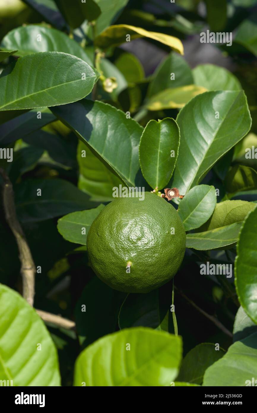 Le citron émerveillement américain (Citrus x pyriformis). Appelé aussi citron Skieriewice. Un autre nom botanique est Citrus limon 'Ponderosa'. Hybride entre pompon Banque D'Images