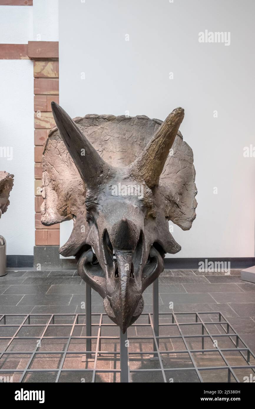 Francfort, Allemagne - 27 février 2018 : squelettes de dinosaures dans le musée Senckenberg de Francfort Banque D'Images