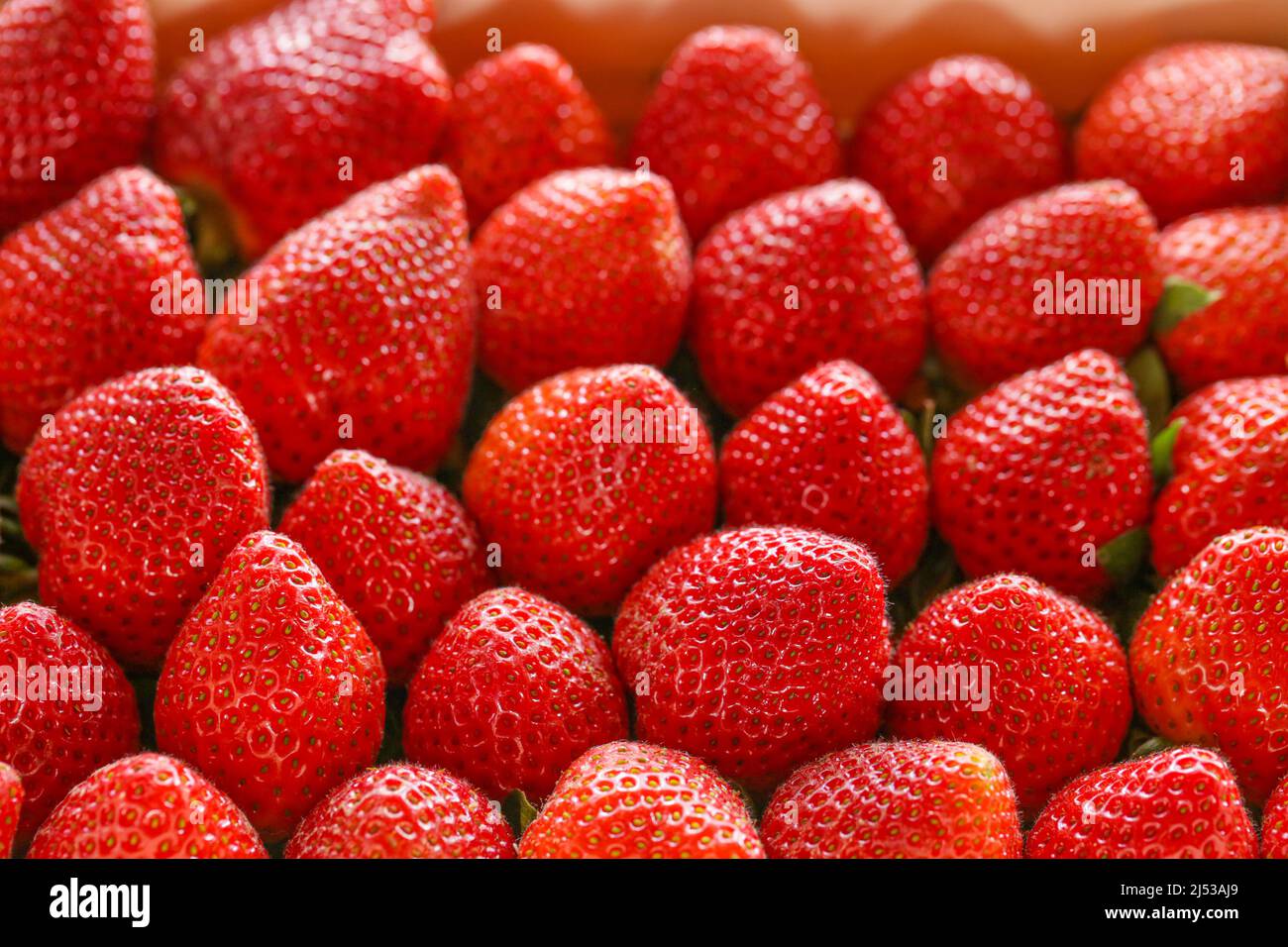 Boîte aux fraises.fraises mûres rouges . Récolte de fraises. Fraises rouges dans une boîte en bois .baies d'été Banque D'Images