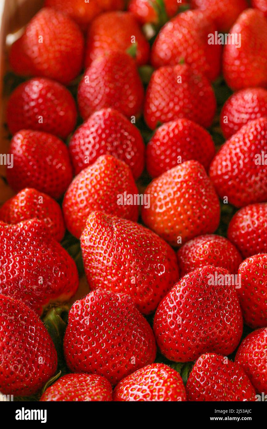 Fraises rouges . Récolte de fraises. Fraises rouges dans une boîte en bois .baies d'été.boîte de fraises. Banque D'Images