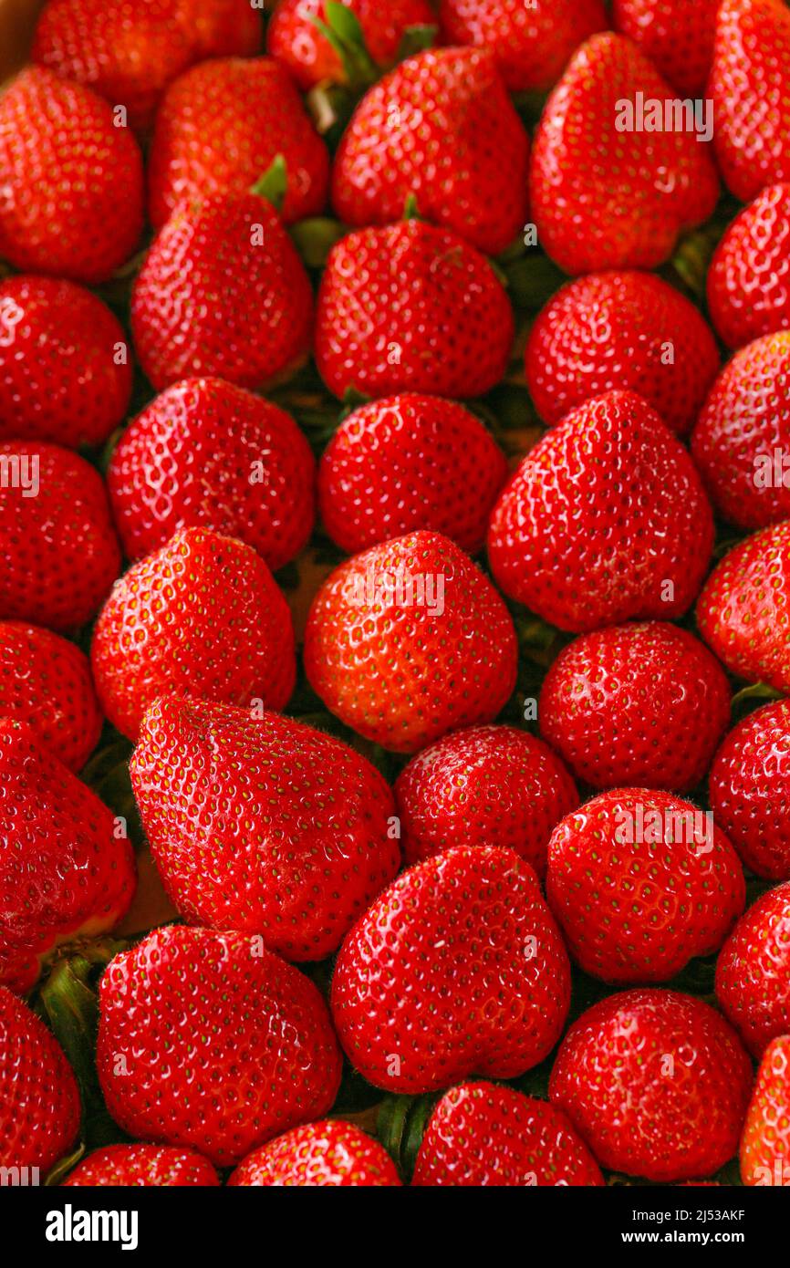 Boîte de fraises. Fraises mûres . Récolte de fraises. Fraises rouges dans une boîte en bois .baies d'été Banque D'Images