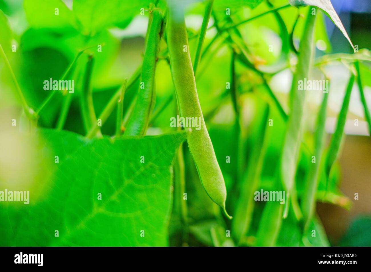Des buissons de haricots en chaîne dans le soleil dans le jardin.plantes de haricots.alimentation saine.Source de protéines végétales. Protéines végétariennes et végétariennes Banque D'Images