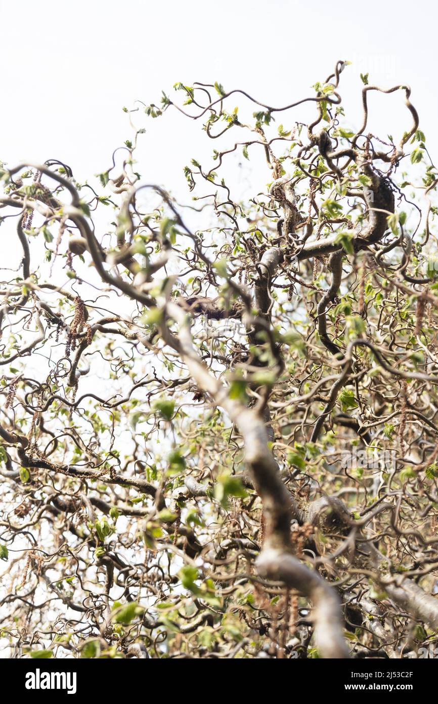 Corylus avellana 'contorta' - arbuste de bâton de marche de Harry Lauder. Banque D'Images