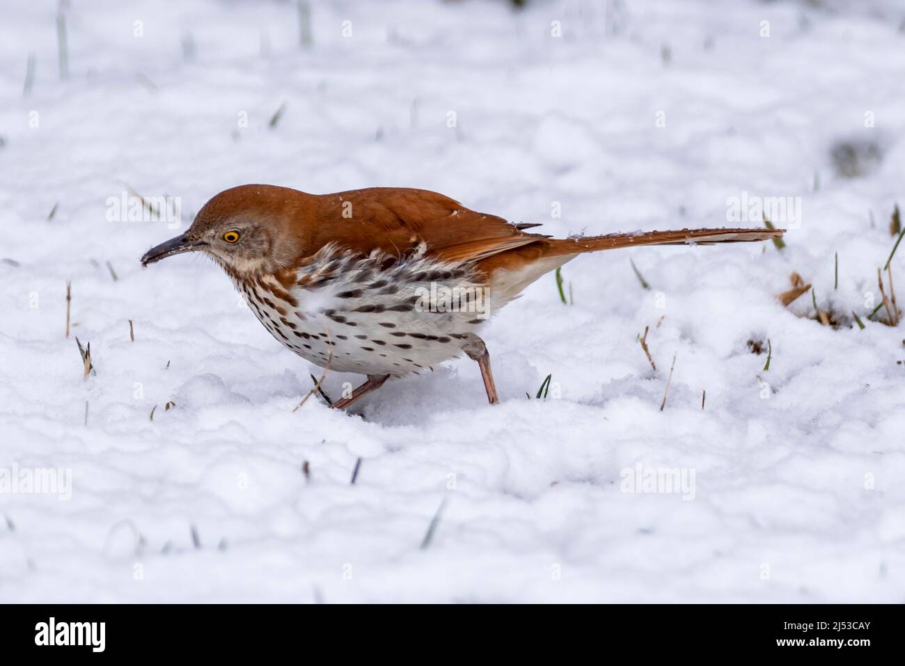 Thrasher brun, Toxostoma rufum marchant dans la neige de la fin du printemps dans le Wisconsin, à la recherche d'insectes ou de graines. Banque D'Images