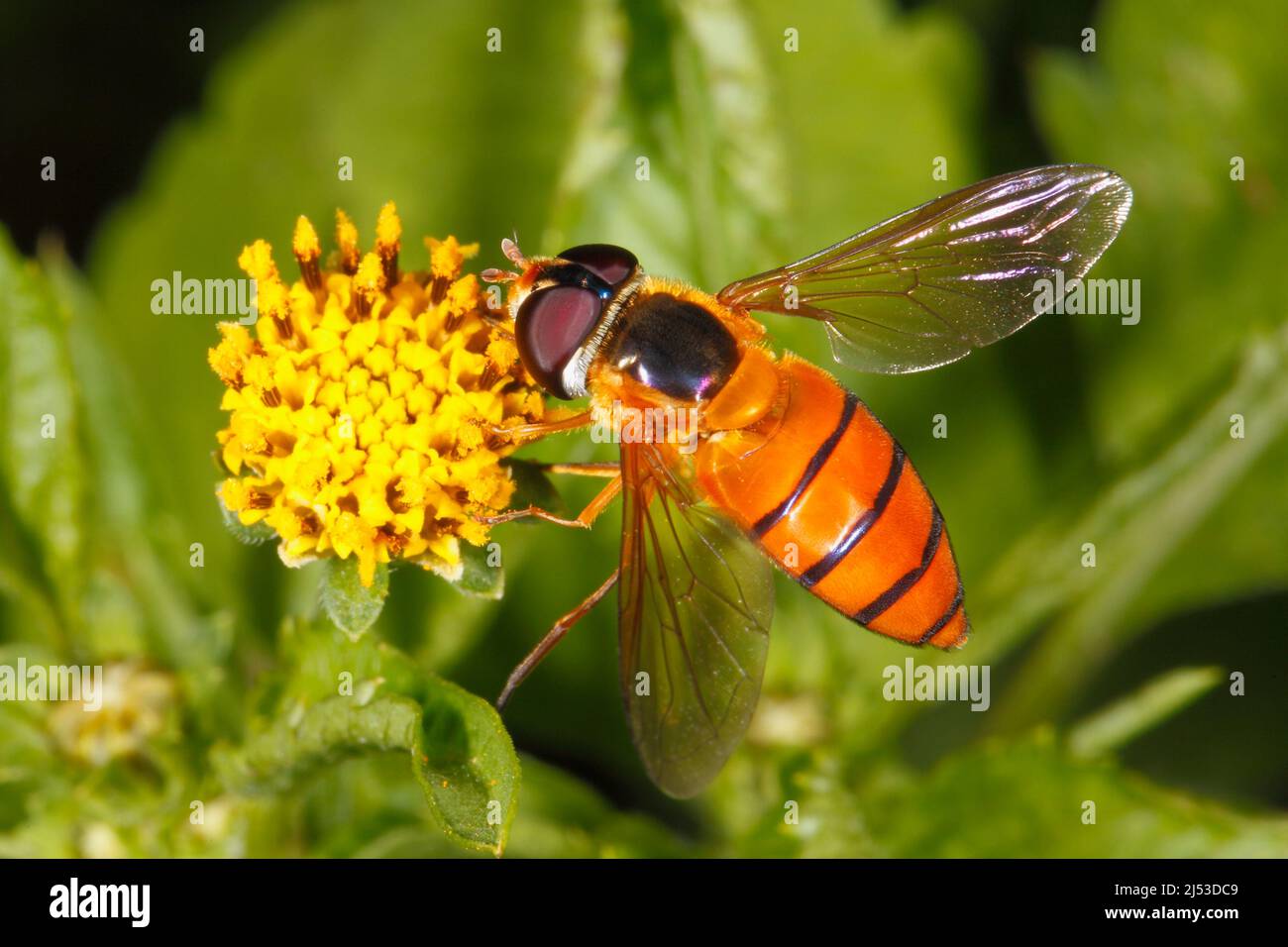 Survolte à rayures orange, Asarkina ericetorum. Alimentation sur la fleur jaune. Coffs Harbour, Nouvelle-Galles du Sud, Australie Banque D'Images
