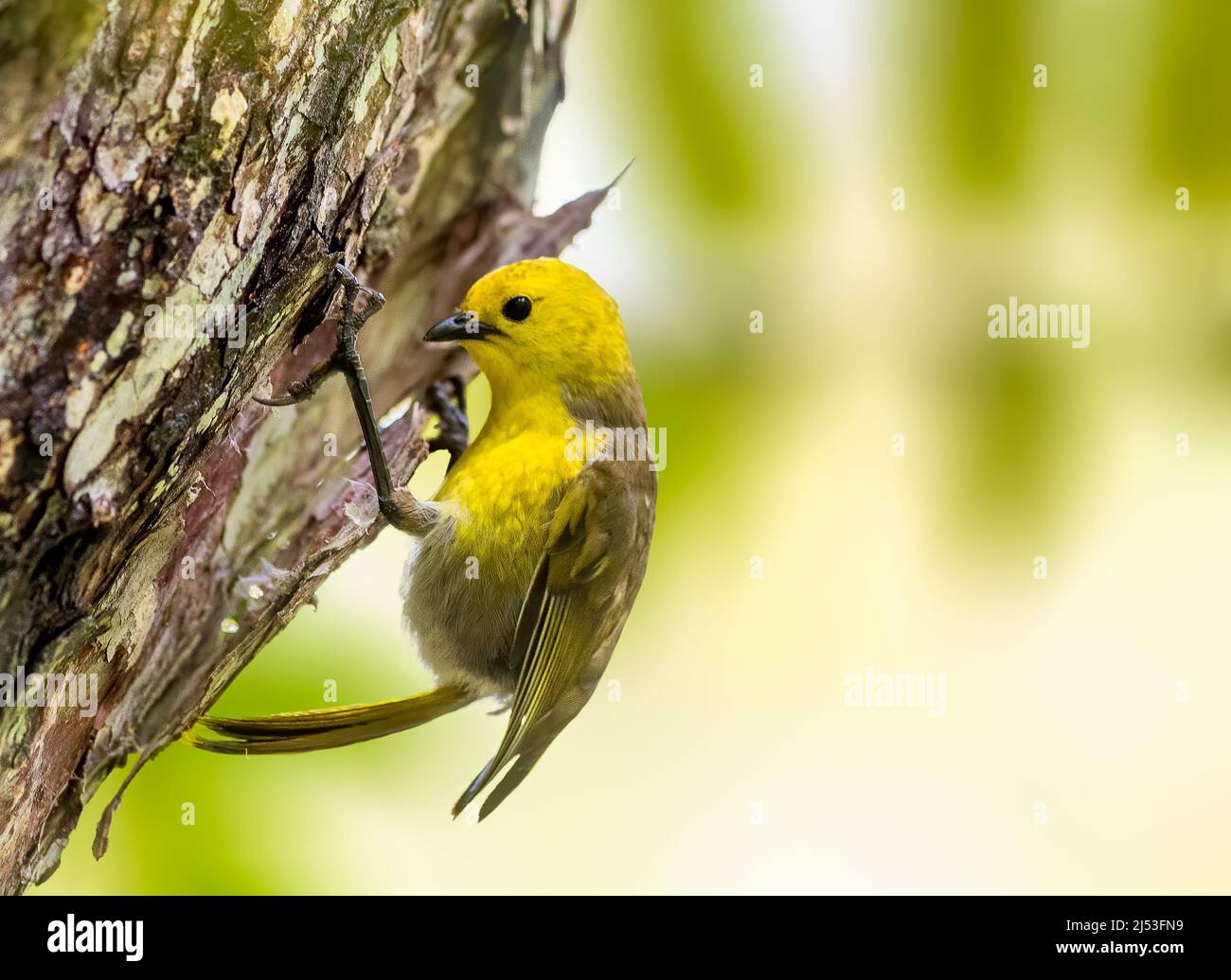 Yellowhead, un petit songbird perché sur un arbre Banque D'Images