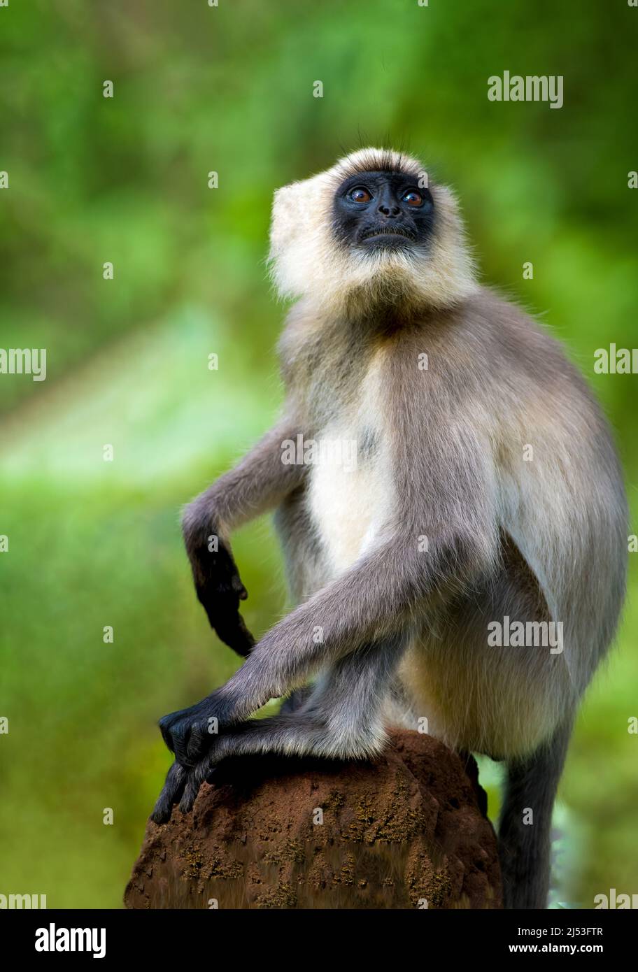 Langur gris à pieds noirs assis sur une souche d'arbre morte Banque D'Images