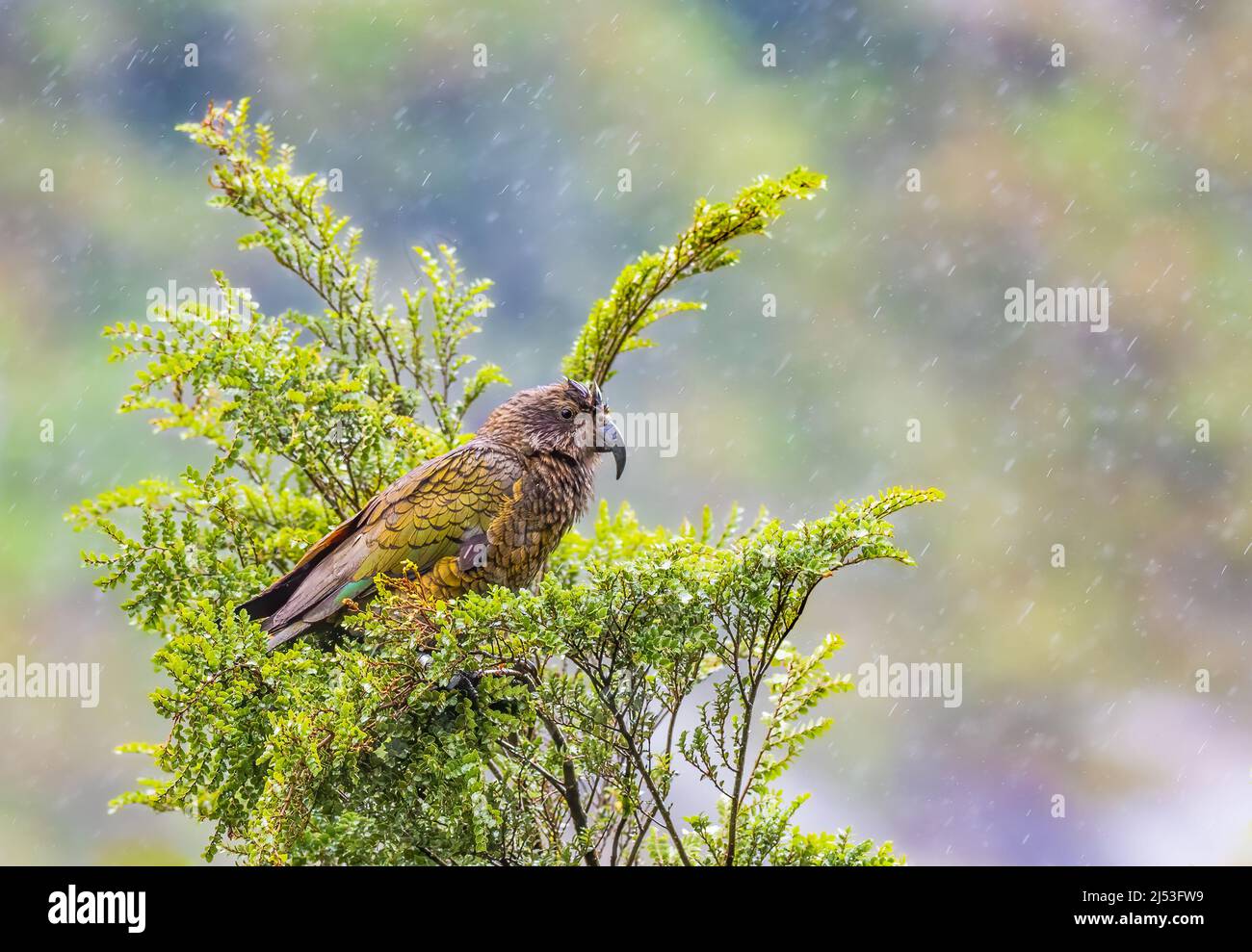Perroquet alpin de la Nouvelle-Zélande Kea perché sur un arbre Banque D'Images