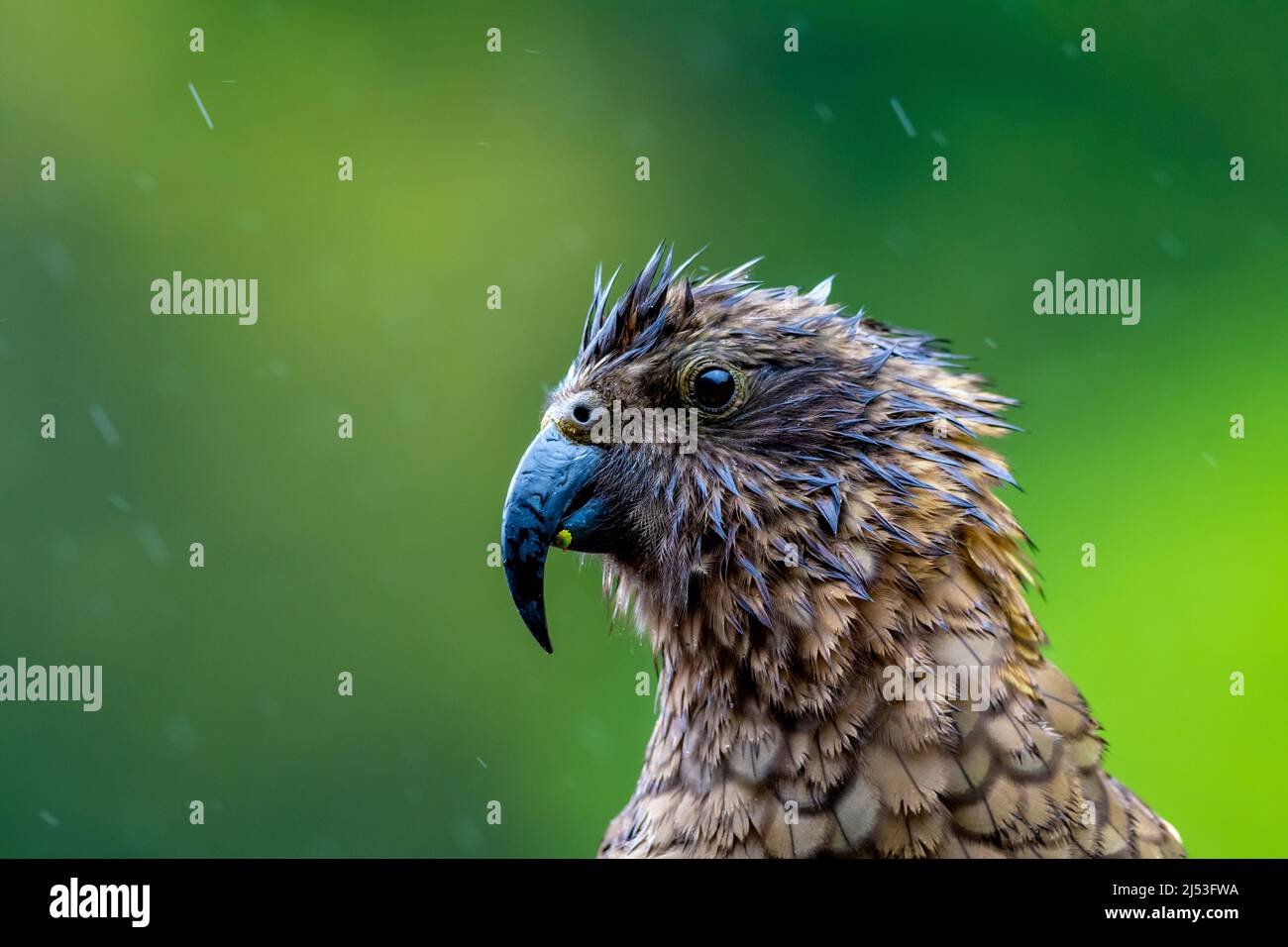 Nouvelle-Zélande Kea Alpine Parrot sous la pluie Banque D'Images