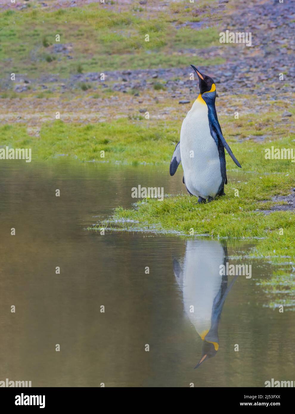 Penguin King sur la rive d'un lac en Géorgie du Sud Banque D'Images
