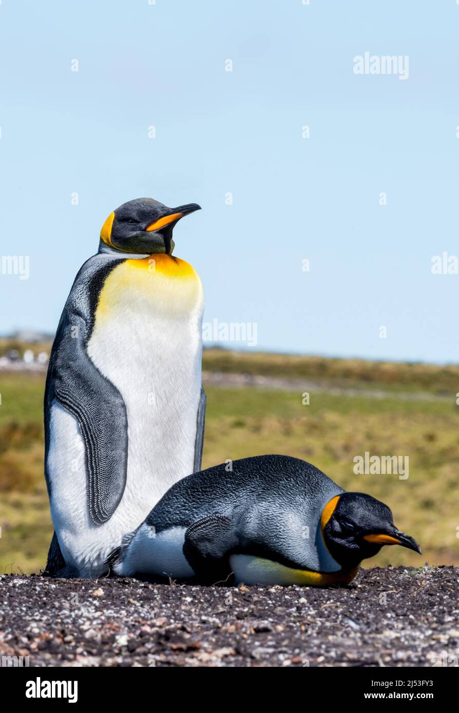 Le couple de pingouins roi ne s'est pas netflxing et ne s'est pas froid Banque D'Images