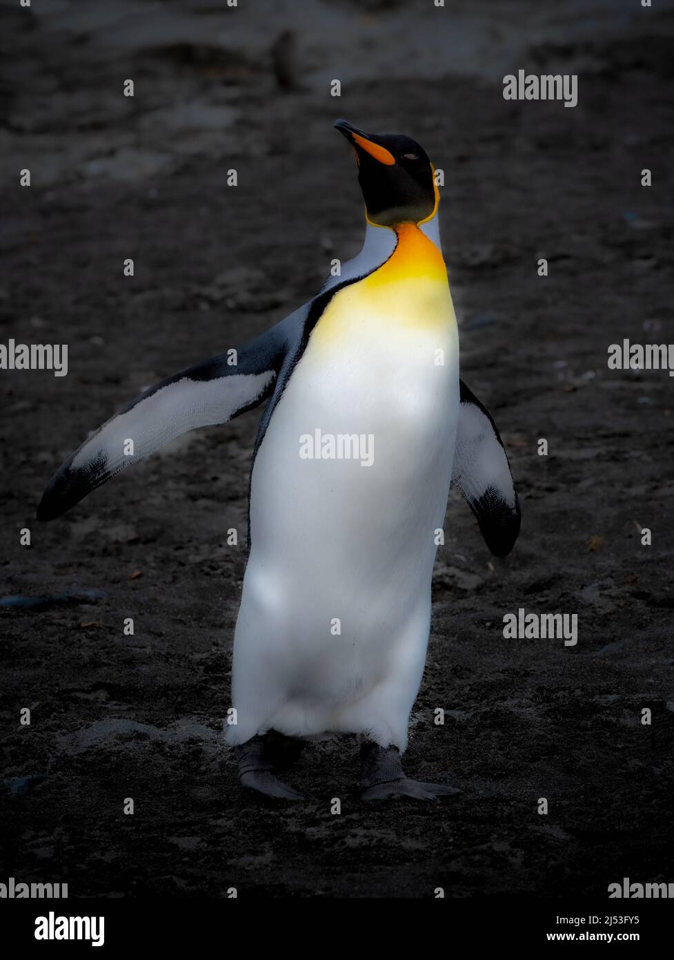 Grand pingouin sur une plage de sable noir Banque D'Images