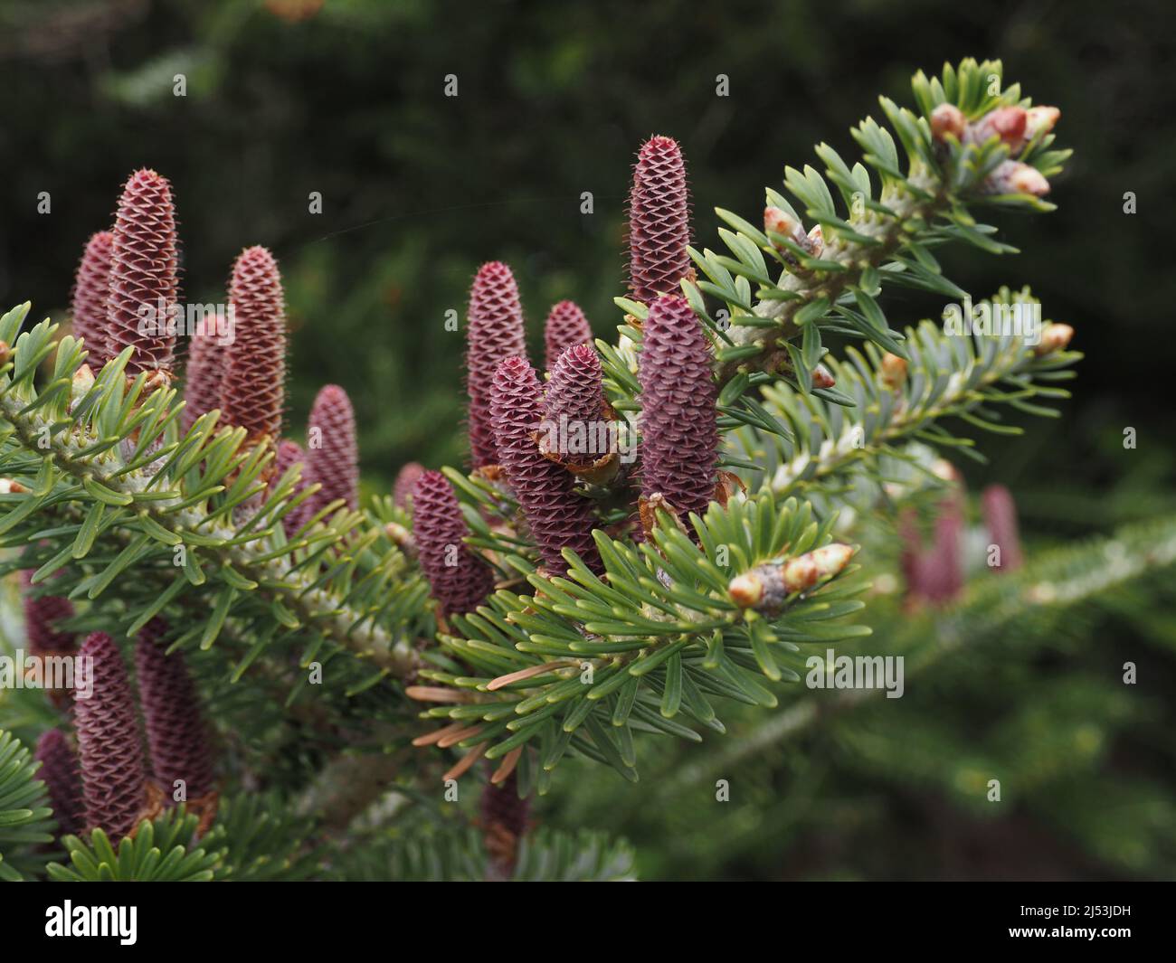 Sapin de Corée, Abies koreana, pollinisation des cônes femelles, gros plan, Banque D'Images