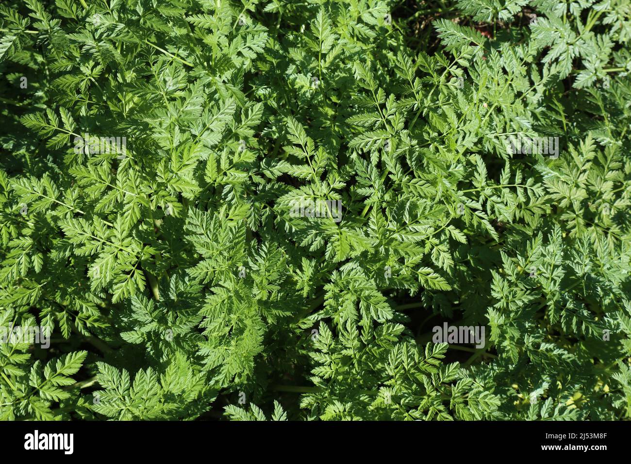 Napoli - Particolare della pianta di Cicuta nell'Orto Botanico Banque D'Images