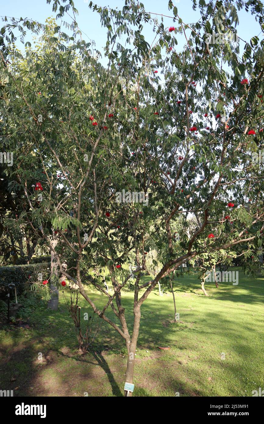 Napoli - Pianta di Calliandra Tweedii nell'Orto Botanico Banque D'Images