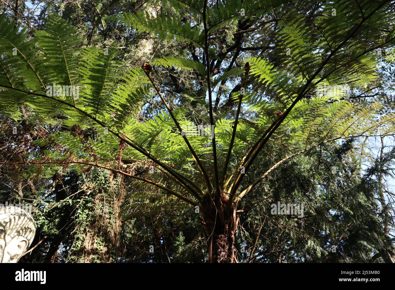 Napoli - Pianta di Cyathea cooperi dell'Orto Botanico Banque D'Images