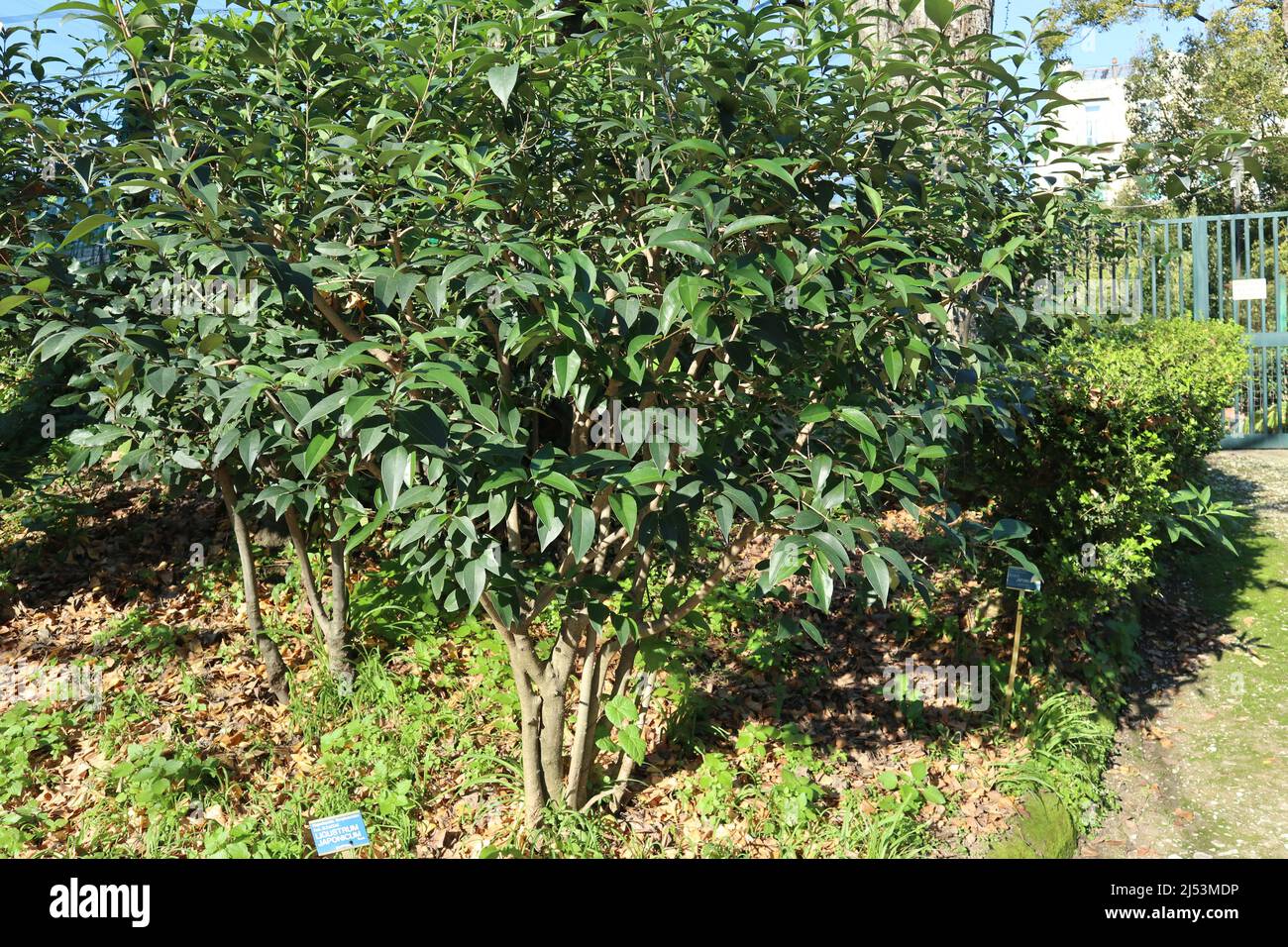 Napoli - Pianta di Ligustrum japonicum nel Real Orto Botanico Banque D'Images