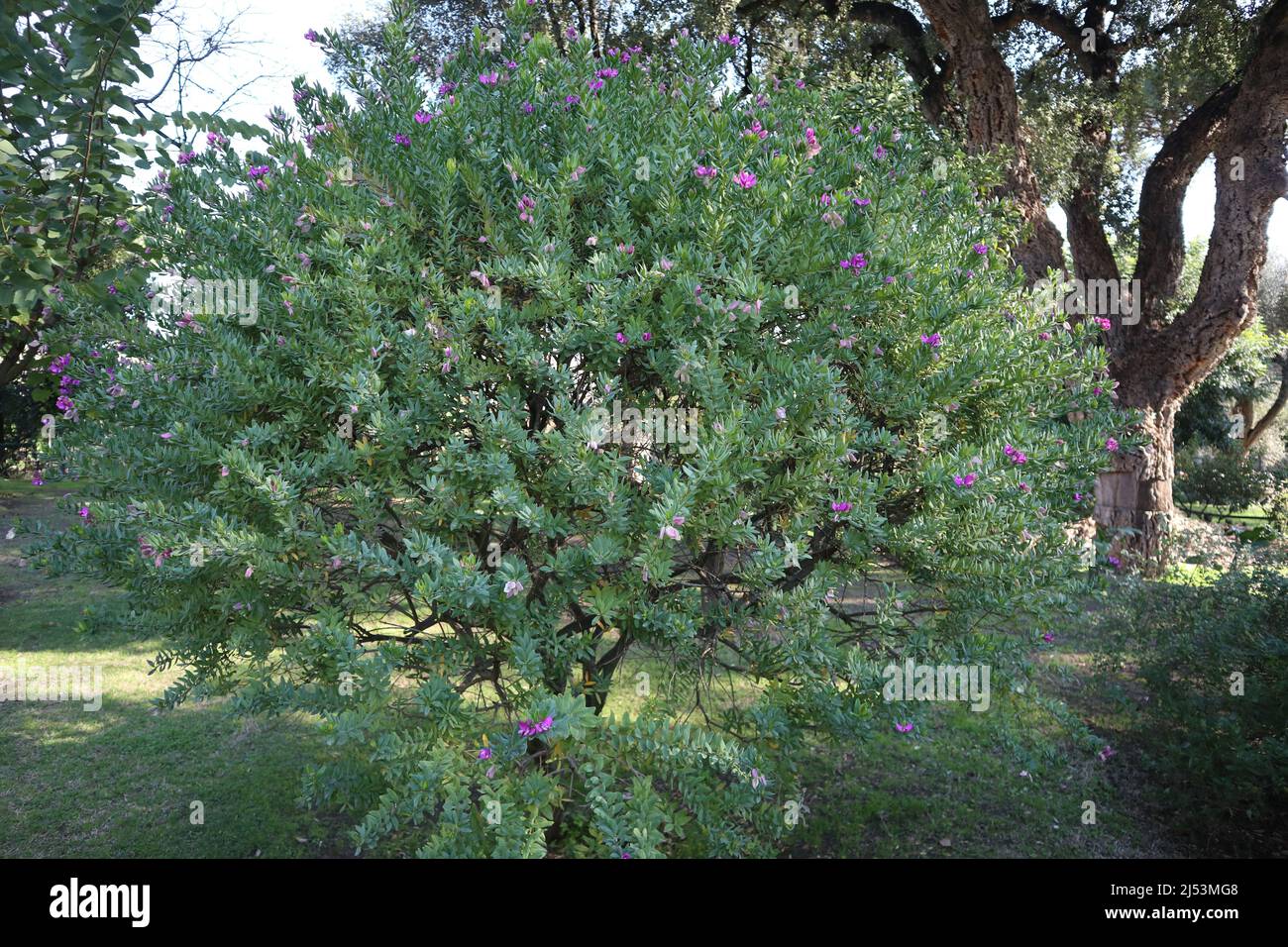 Napoli - Pianta di Polygala Mytifolia nell'Orto Botanico Banque D'Images