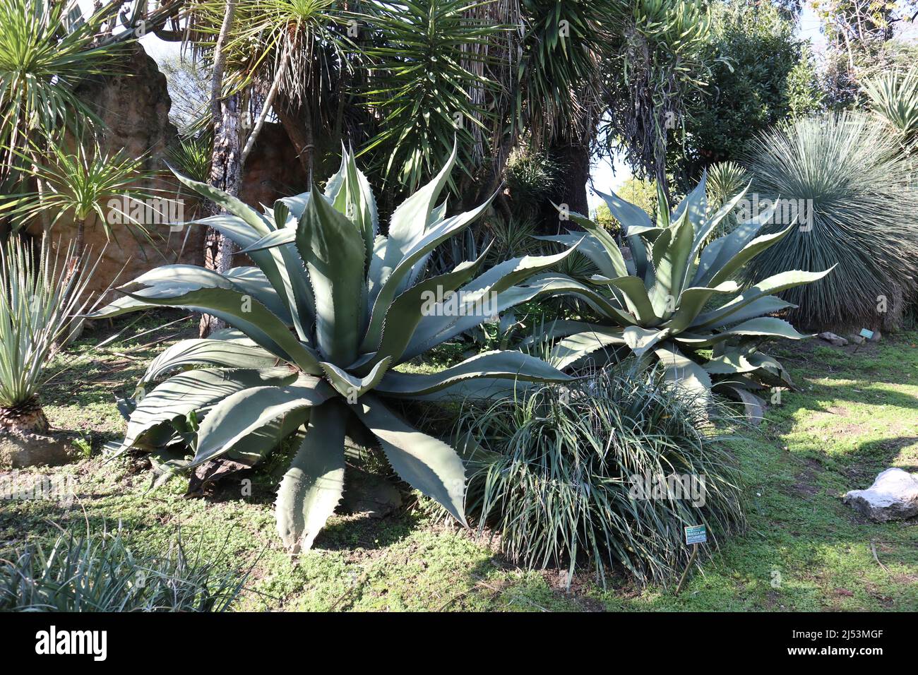 Napoli - Piante di agave dell'Orto Botanico Banque D'Images