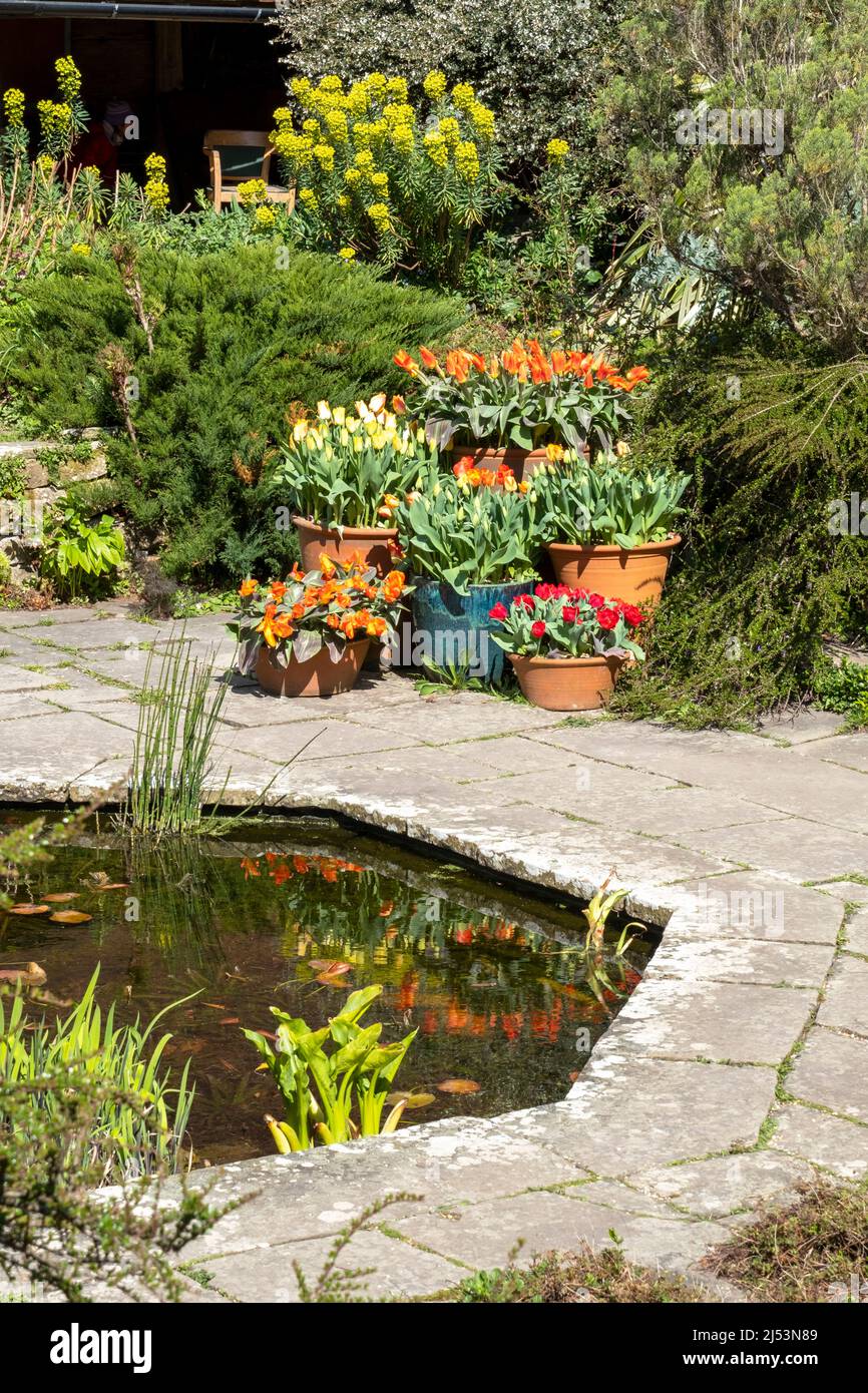 Exposition printanière de tulipes dans des pots au jardin submergé de Great Dixter, East Sussex, Royaume-Uni Banque D'Images