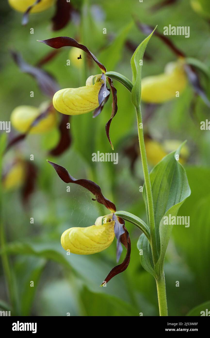 Cypripedium calceolus, l'orchidée de la dame, en montagne Banque D'Images