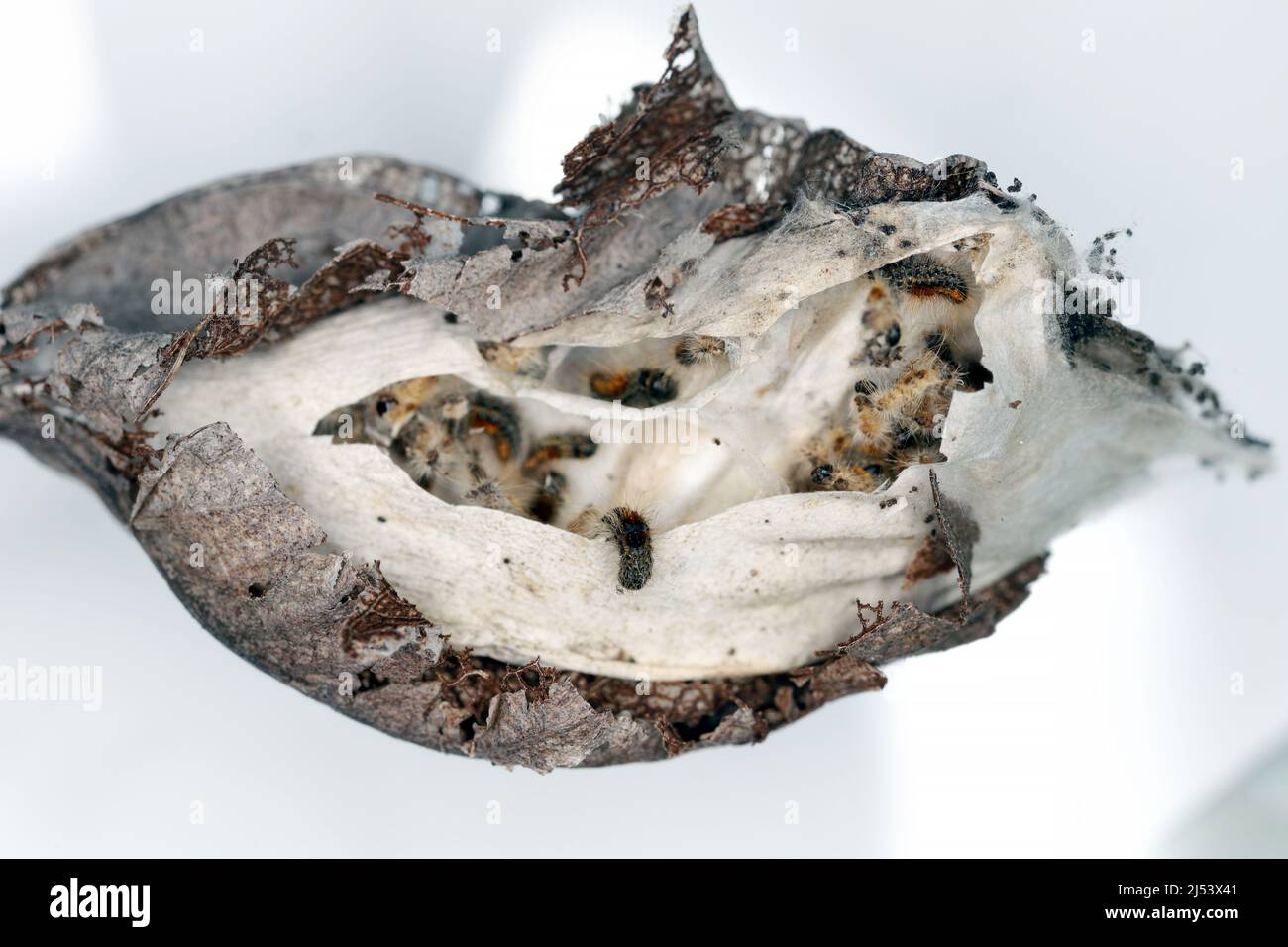 Chenilles de queue brune (Euproctis chrysorrhoea) sur une branche d'un poirier dans les chenilles d'hiver nichent. Parasites importants de nombreux arbres et arbustes. Banque D'Images