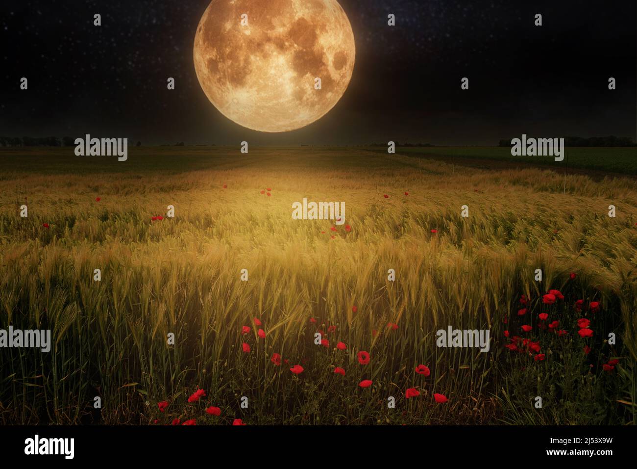 Fantastique lune sur champ de blé avec des coquelicots Banque D'Images