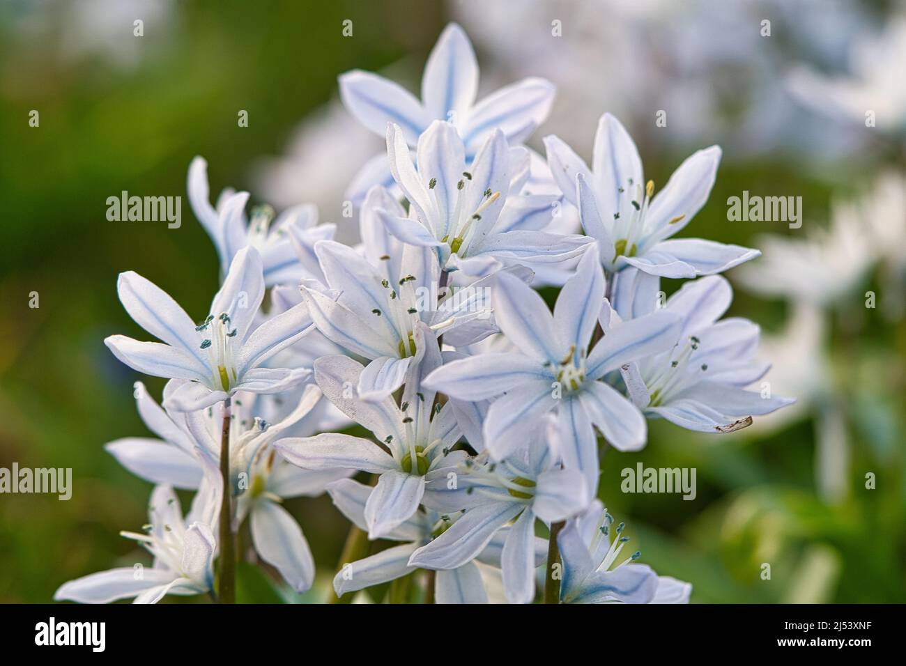 Les hyacinthes étoiles communes sont les premiers bloomers qui annoncent le printemps. Ils fleurissent à Pâques. La fleur se trouve dans le parc, la forêt et le jardin. Belle Banque D'Images
