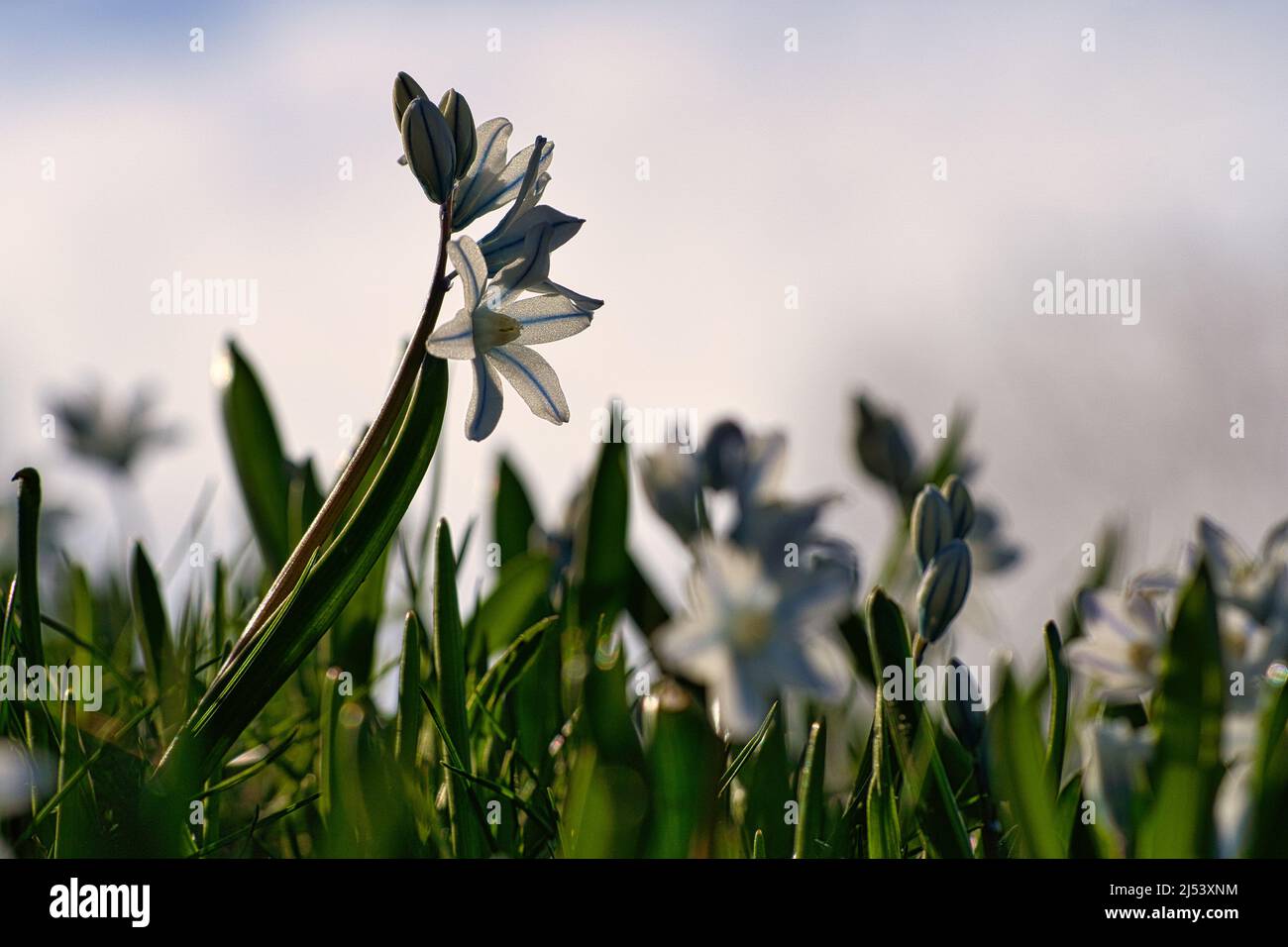 Les hyacinthes étoiles communes sont les premiers bloomers qui annoncent le printemps. Ils fleurissent à Pâques. La fleur se trouve dans le parc, la forêt et le jardin. Belle Banque D'Images