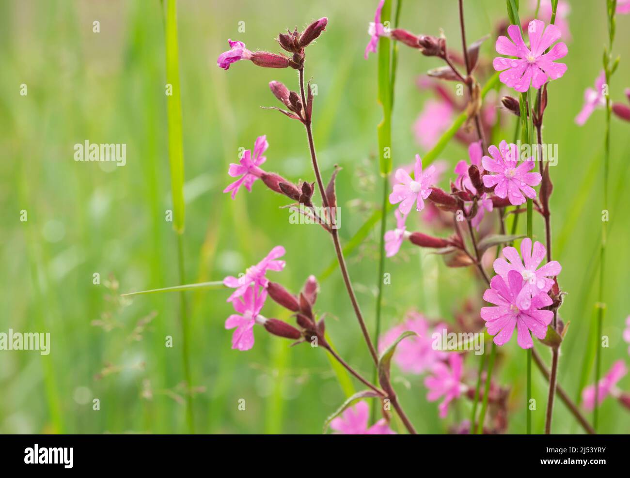 campion rouge, silène dioïque photographiée avec une faible profondeur de champ Banque D'Images