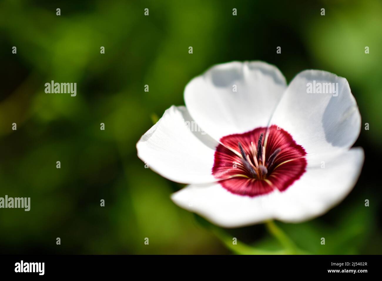 Fleurs rouges et blanches de lin de campagne dans le jardin Banque D'Images